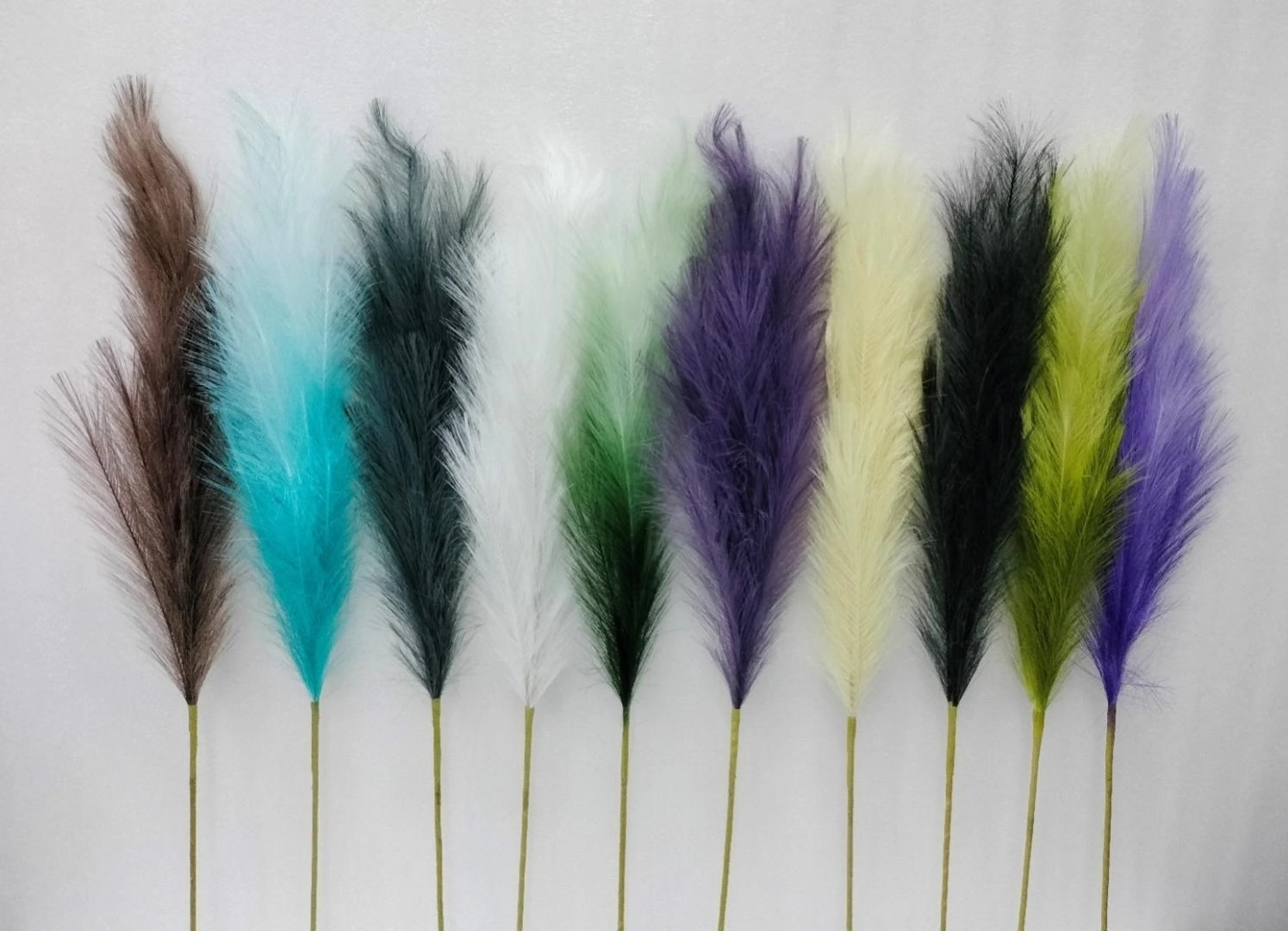 Pampa Grass